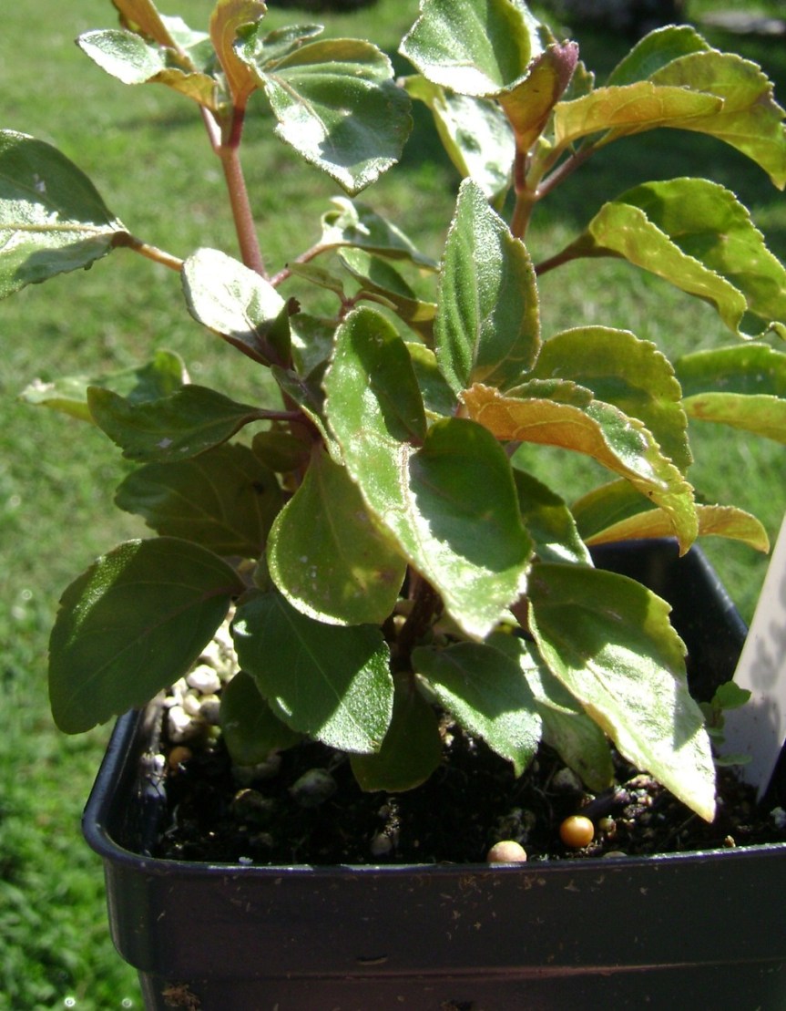 How do you grow a patchouli plant?