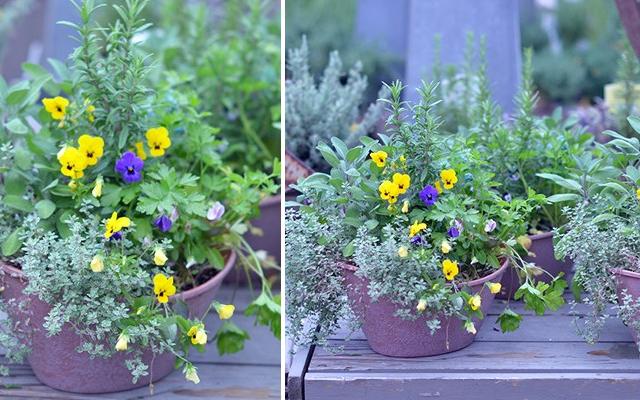 pansy-herb-combos