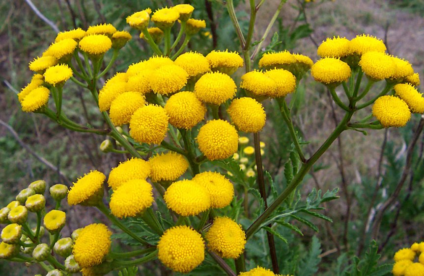 Aromatic Herb for February; Tansy