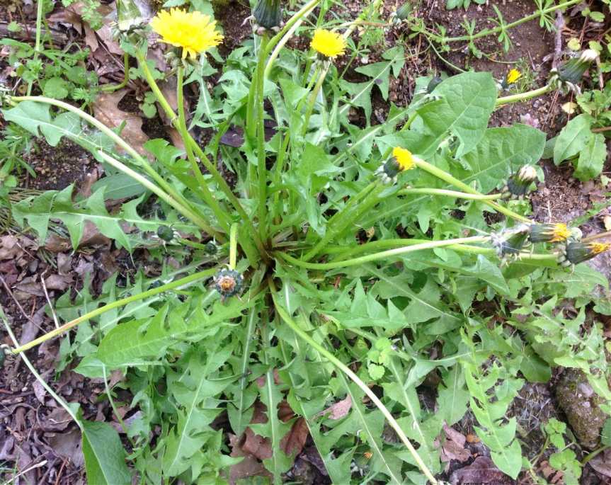 Creative Ways to Use Dandelions – Organic Gardening – MOTHER EARTH NEWS