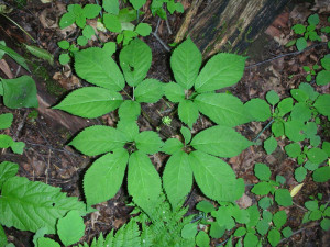 Ginseng my family grew